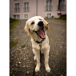 Haustier (1 Hund)
